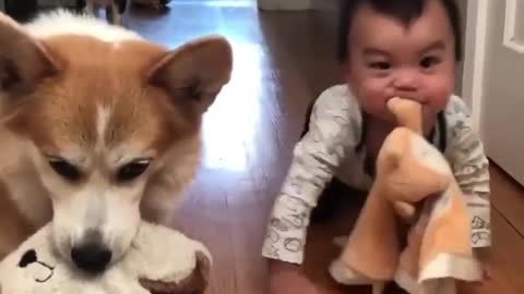 Cute Baby Moves Toys With His Fellow Puppies