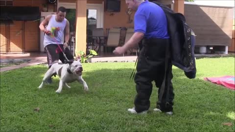 How To Make Dog Become Fully Aggressive With Few Simple Tips j