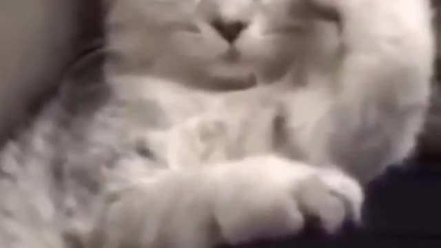 OMG 😮😮 So Funny Cute Cat Compilation #11