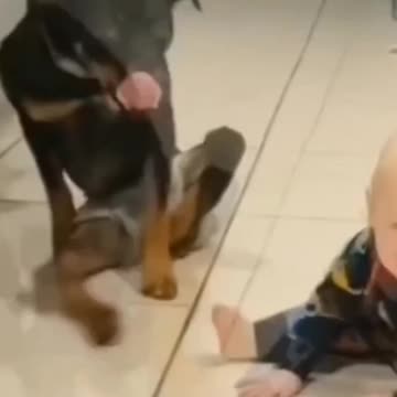 "Pawsitively Hilarious: Watch This Dog Give the Ultimate Impression of a Little Boy's Antics!"