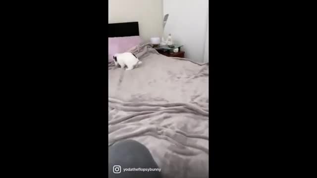 Rabbit can't hold back energy when permitted on proprietor's bed Shorts