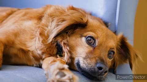 Happy&cute dog