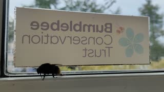 Bumblebee Conservation Trust Visitor