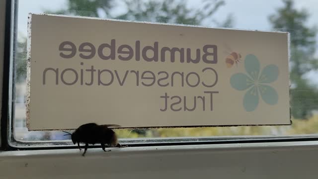 Bumblebee Conservation Trust Visitor