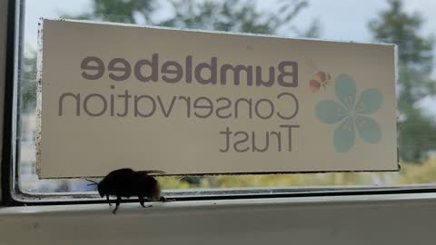 Bumblebee Conservation Trust Visitor