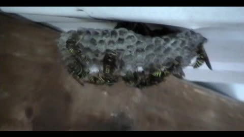 Wasps are busy during the day