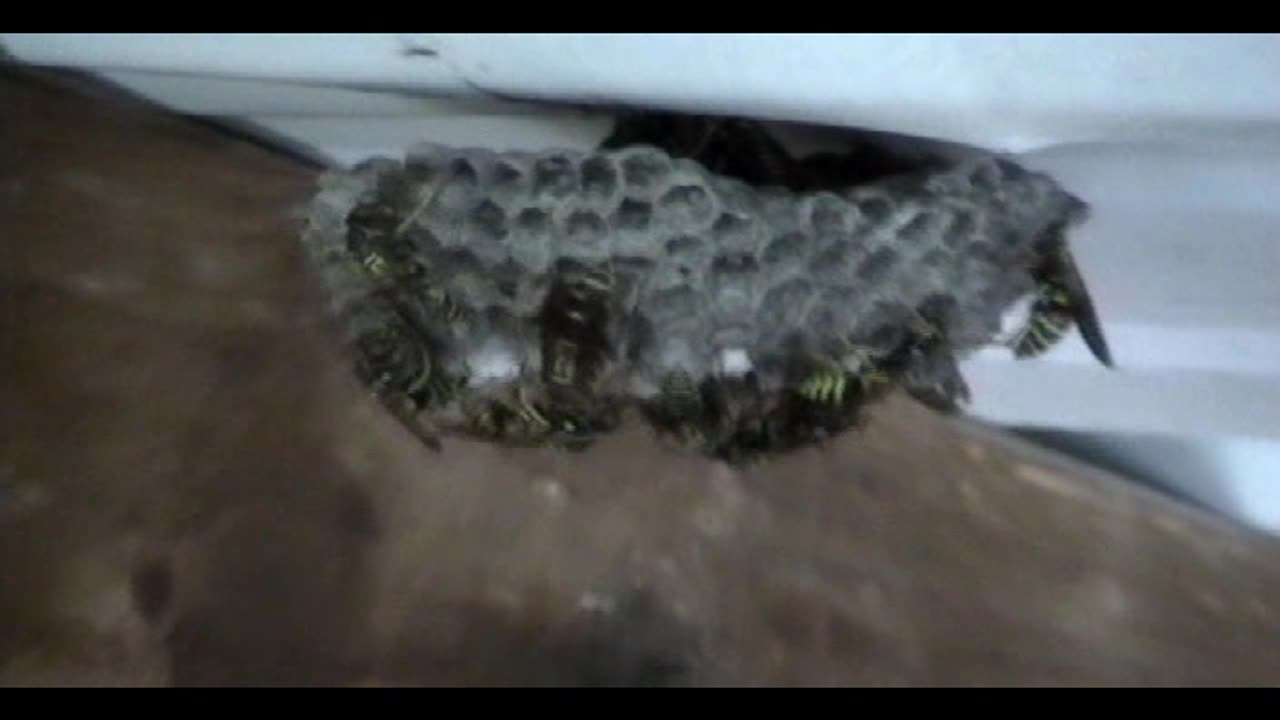 Wasps are busy during the day