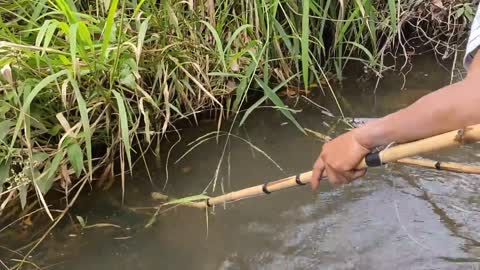 cari ikan di pinggiran kebun dapat banyak babon-20