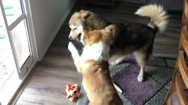 Growing Puppy Begins to Challenge Adult's Authority