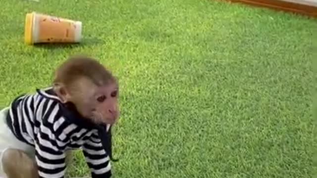 CHINA FUNNY Non stop monkey fun