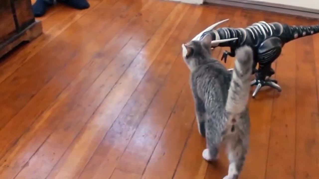 Funny cat vs gun | funny animal |