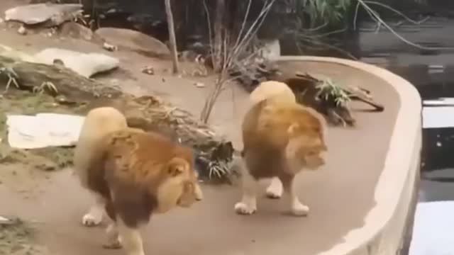 Lion funny vidio