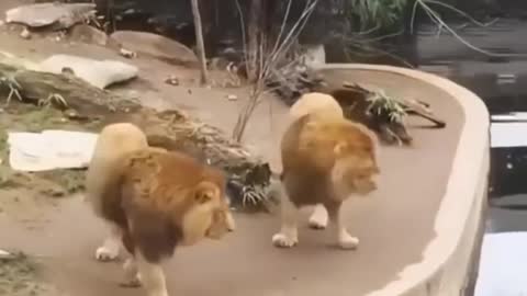 Lion funny vidio