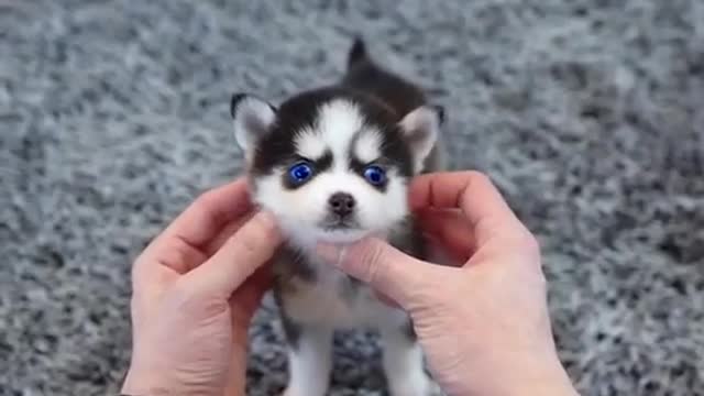 Micro Husky is real😍