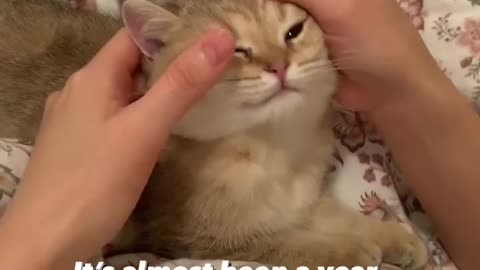 OMG 😱 cute cat 😱😘😘