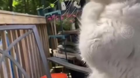 Funny cat videos reaction