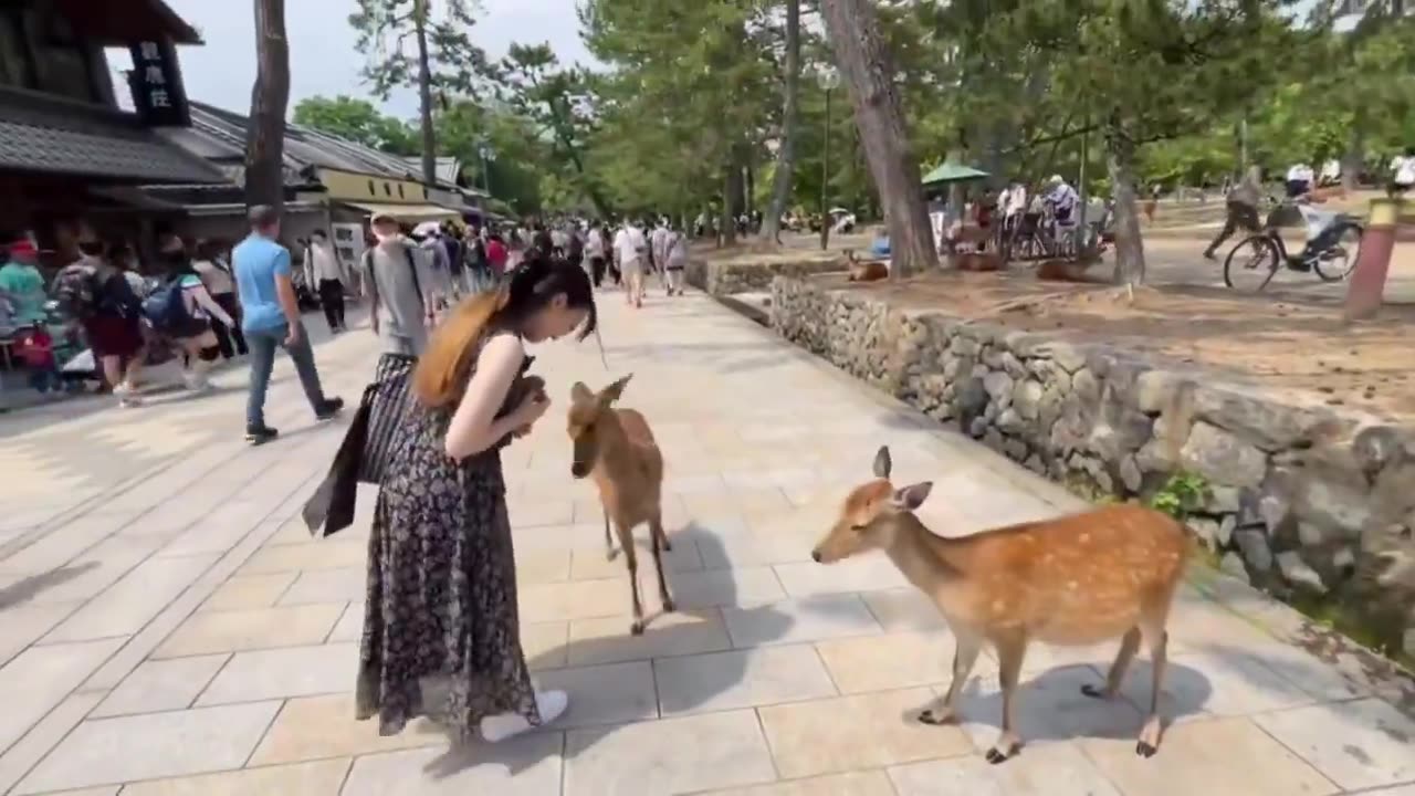 Well-mannered deer.. 🙏