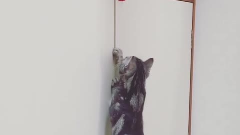 Grey cat jump red string fail