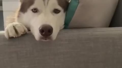 Husky survival instincts