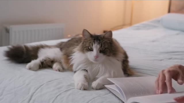 The funny cat funny video....😺😺😺😺😺😽😽😽😽😘😘😘😍😍😍😆😆😗😗
