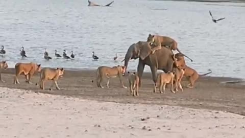 Young elephant survives attack by 14 Lions