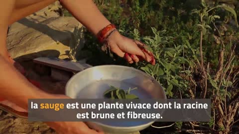 sauge | lerucherlareinedesvosges.fr | 06 89 84 61 72