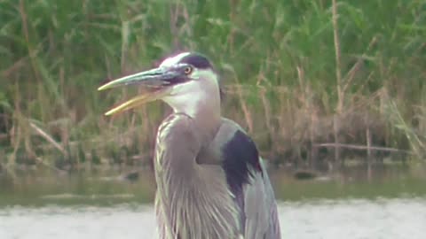 69 Toussaint Wildlife - Oak Harbor Ohio - Heron Going To Fly Off The Dinner