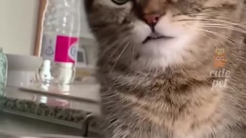 Funny Cat's