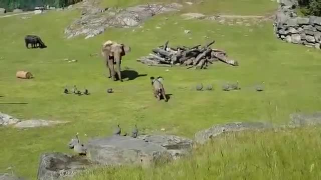 Baby Elephant Chasing Birds