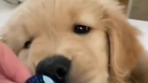 cute baby dog golden retriever #shorts 3
