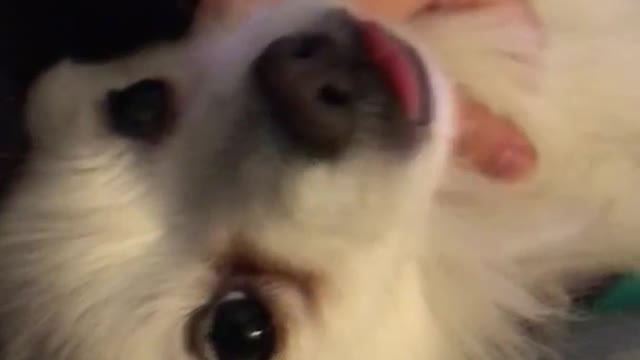 White dog wont let owner move hand from under chin macbook