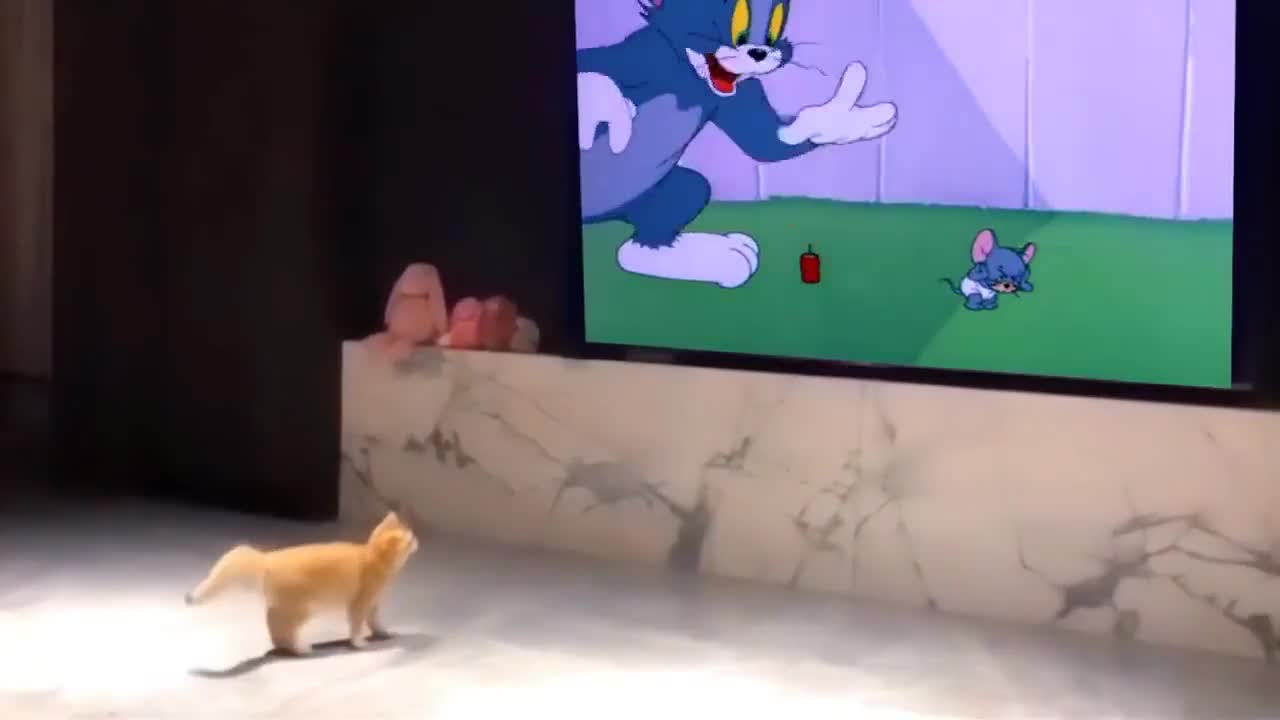 Cat gets scared by cartoon explosion 😭