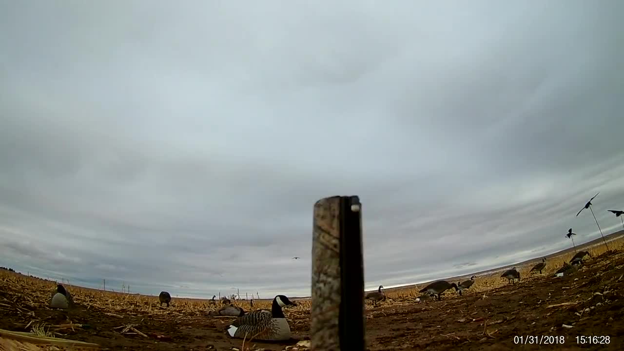 Canada goose hunt in western Nebraska