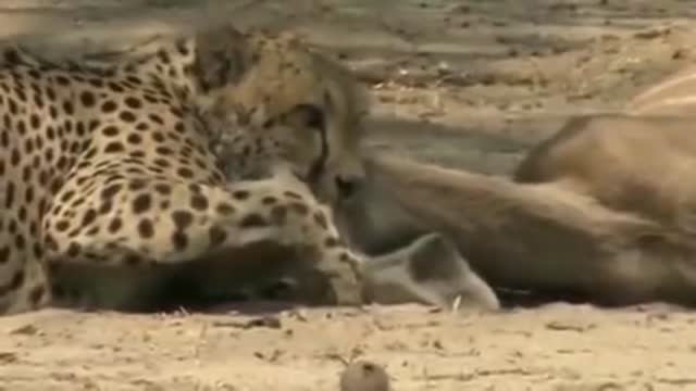 lion hunt..🐆