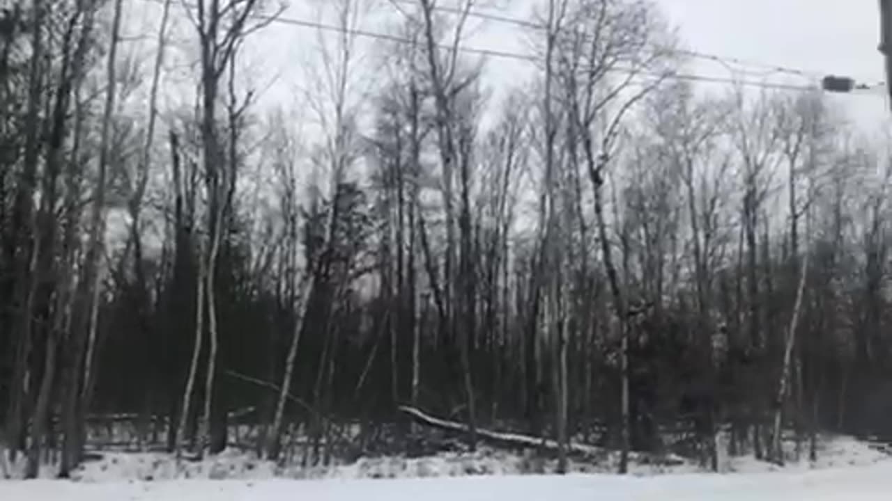 Flock of wild turkeys 🦃 December 08, 2024 mid Michigan morning