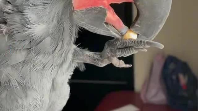 Parrot eating dinner funny