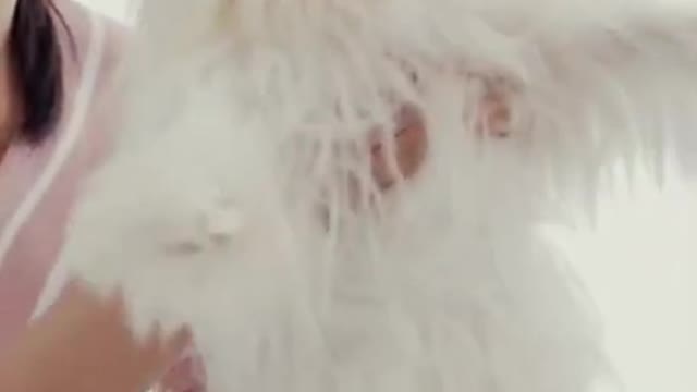 Shih Tzu Dog Puppy Love #shorts