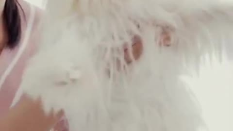 Shih Tzu Dog Puppy Love #shorts