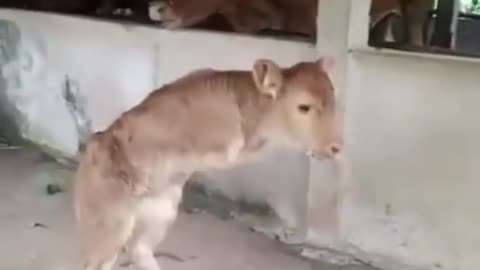 cafe without two leg