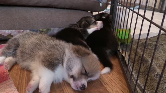 Three small dogs sleeping