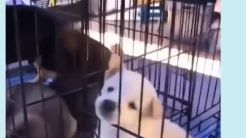 THE CUTE CUTEST PET VIDEO 7