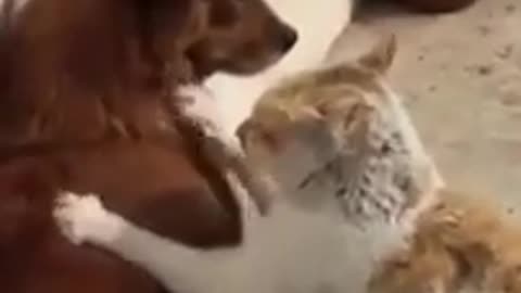 Funniest Cats _ Best of 2022 Funny Cat Video