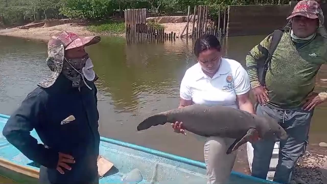 Hallan bebe manatí muerto en el caño San Silvestre, en Barrancabermeja