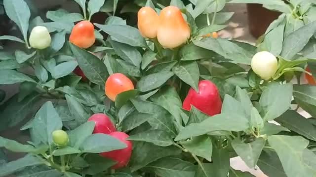 Potted plant with colorful fruits