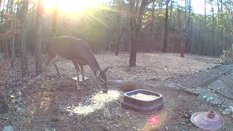 deer dinner disagreement