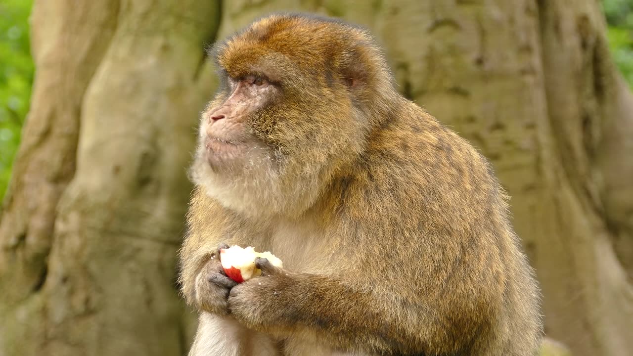 Monkey eit a froot