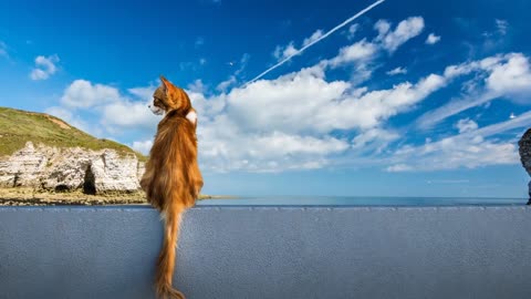 cat in the coast