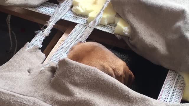 Adorable Beagle Completely Destroys Couch