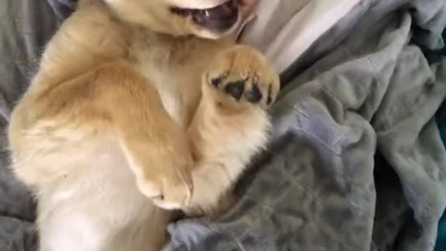 The puppy was golden yellow