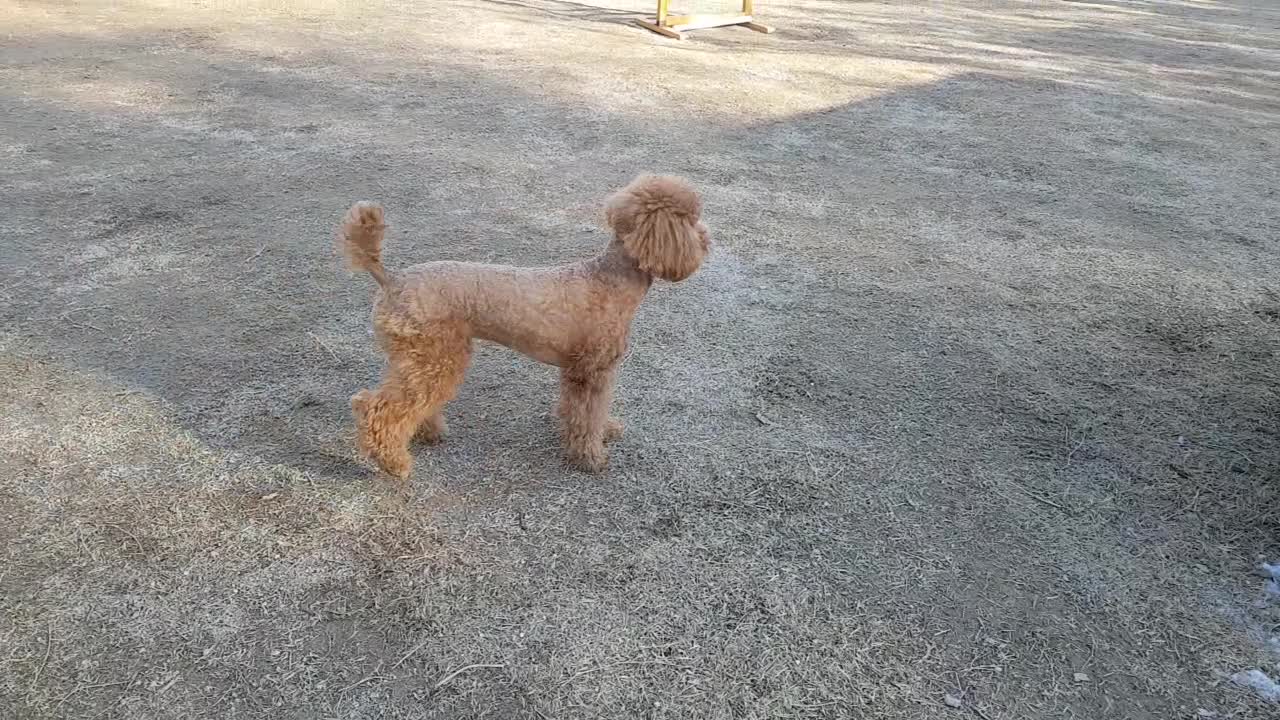 The poodle looking around